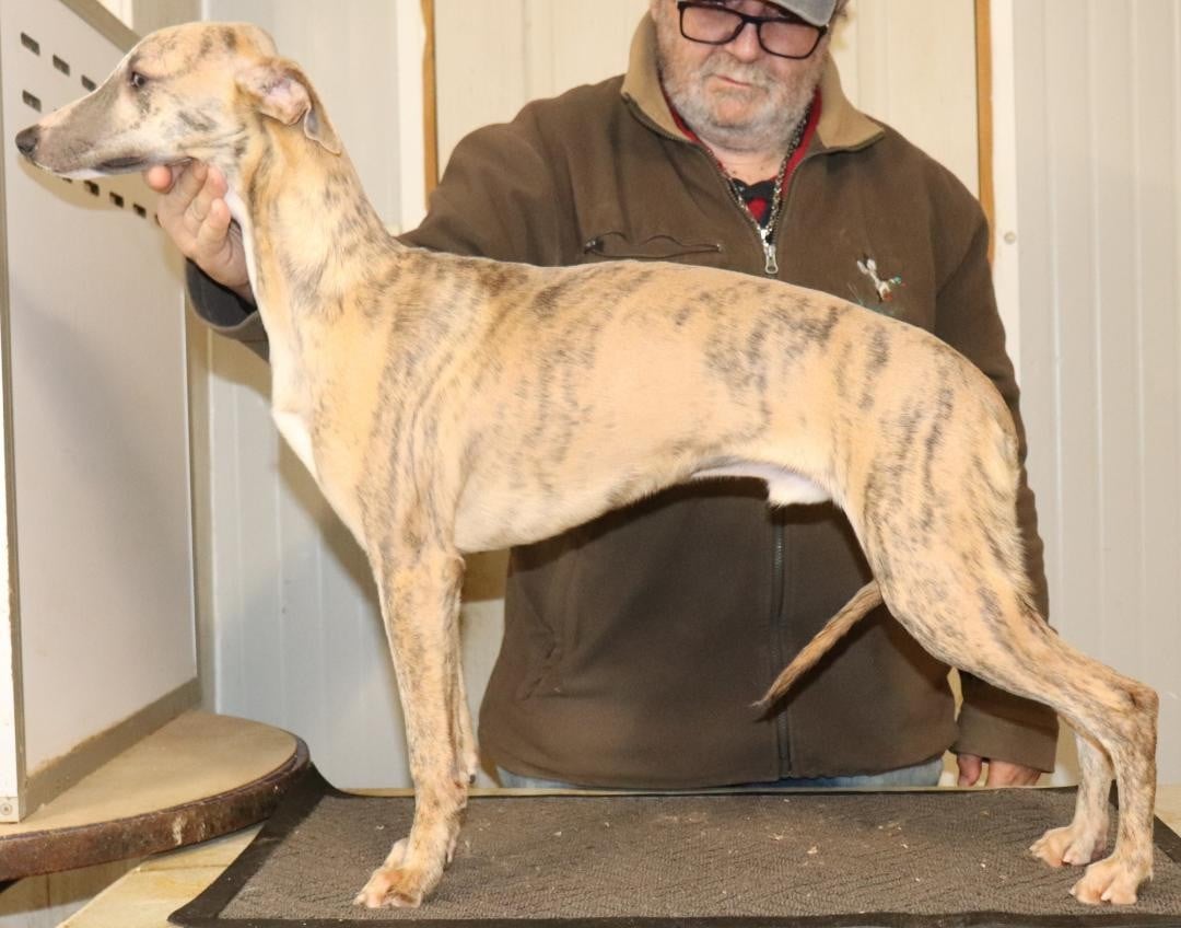 Publication : von Hoëhenzoller Auteur : Priscillia DA COSTA