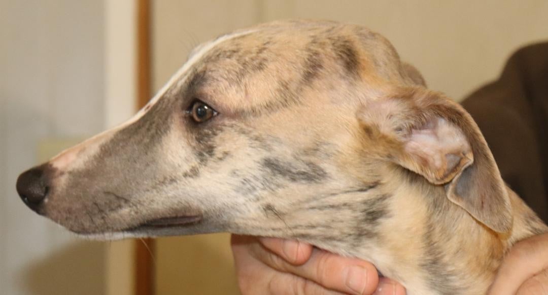 Publication : von Hoëhenzoller Auteur : Priscillia DA COSTA