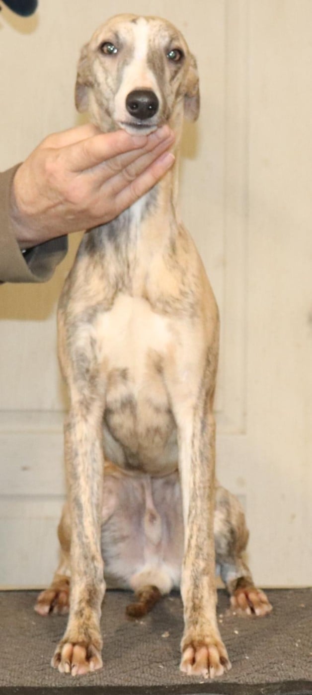 Publication : von Hoëhenzoller Auteur : Priscillia DA COSTA