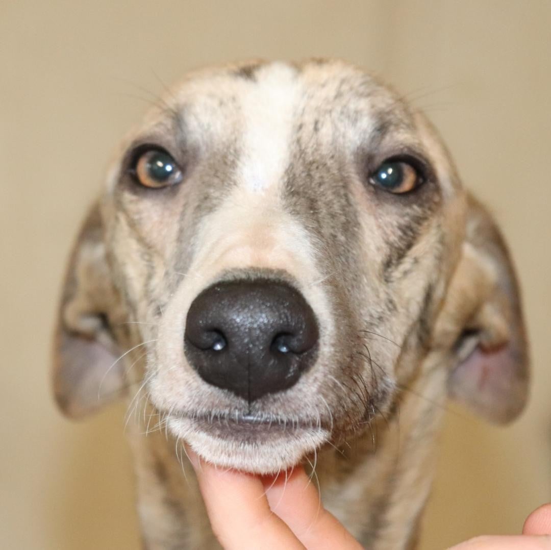 Publication : von Hoëhenzoller Auteur : Priscillia DA COSTA