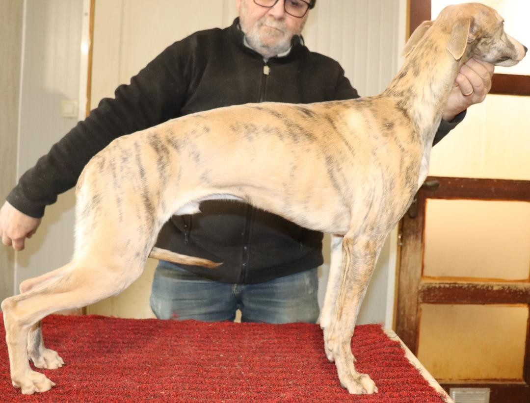 Publication : von Hoëhenzoller Auteur : Priscillia DA COSTA