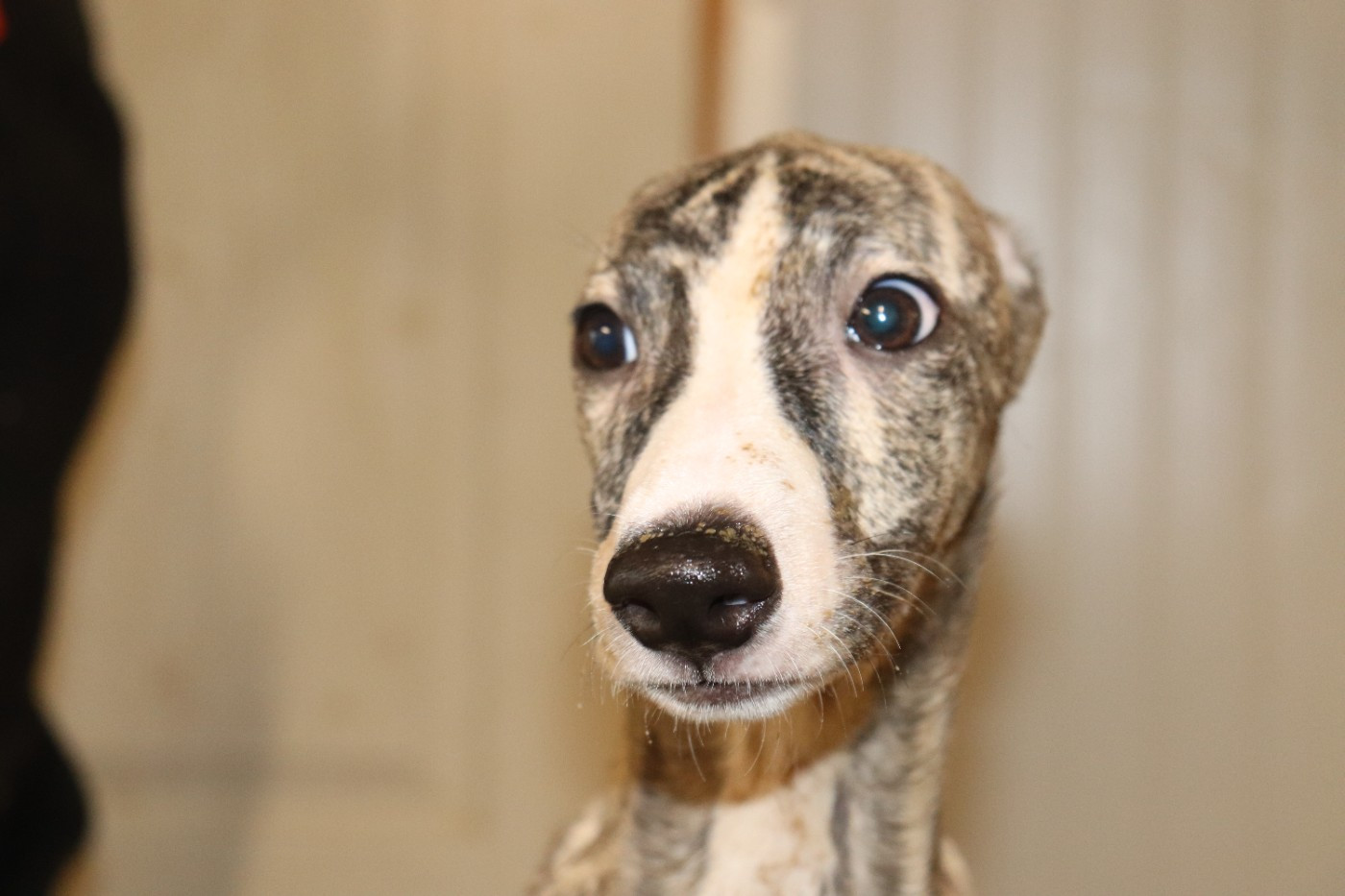 ALTESSE von Hoëhenzoller