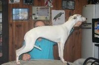 Publication : von Hoëhenzoller Auteur : Marie Lécuyer