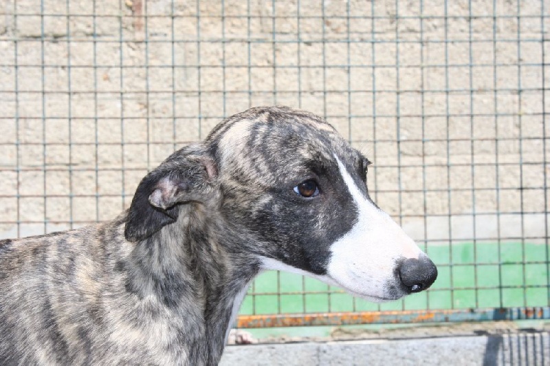 Loïs von Hoëhenzoller