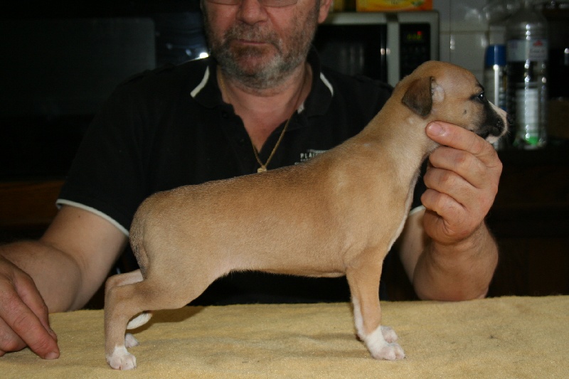 Gwladys von Hoëhenzoller