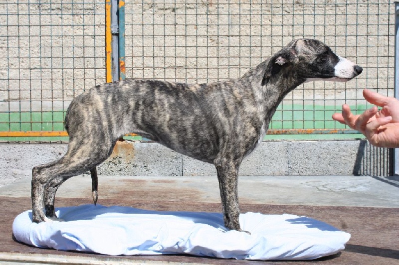 Loïs von Hoëhenzoller