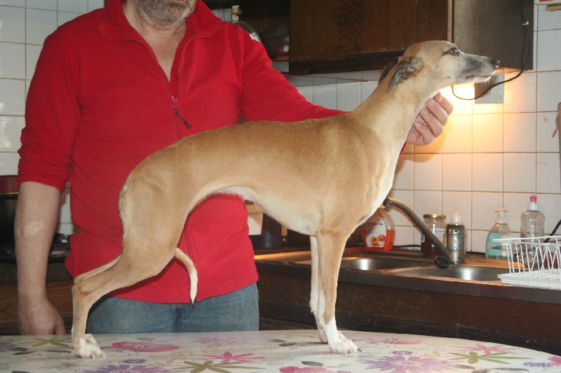 Gwladys von Hoëhenzoller