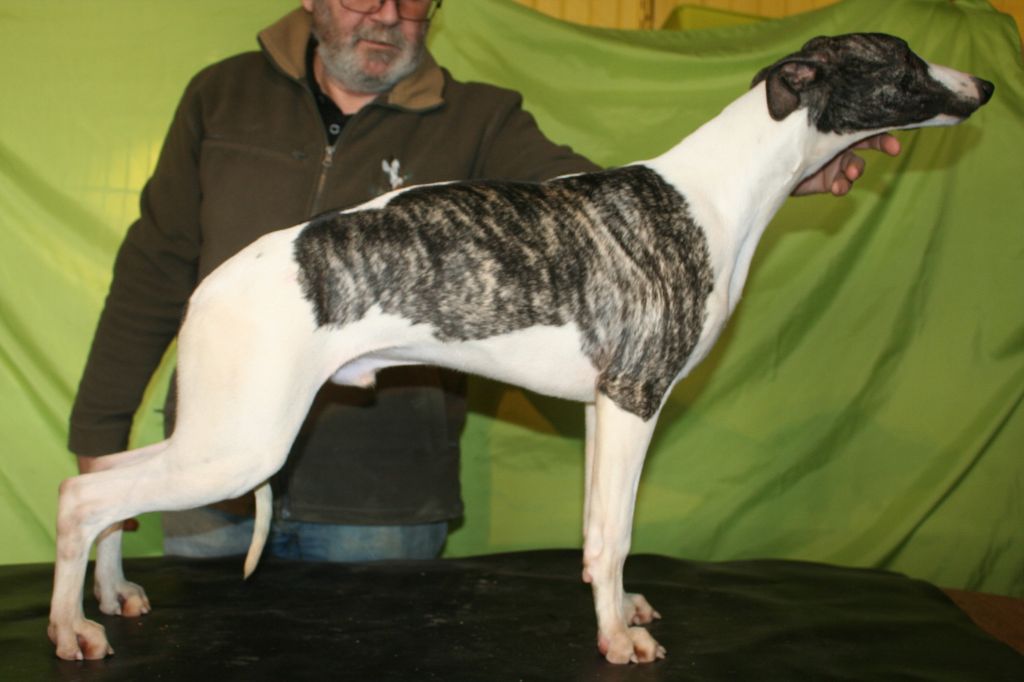 Rambo von Hoëhenzoller