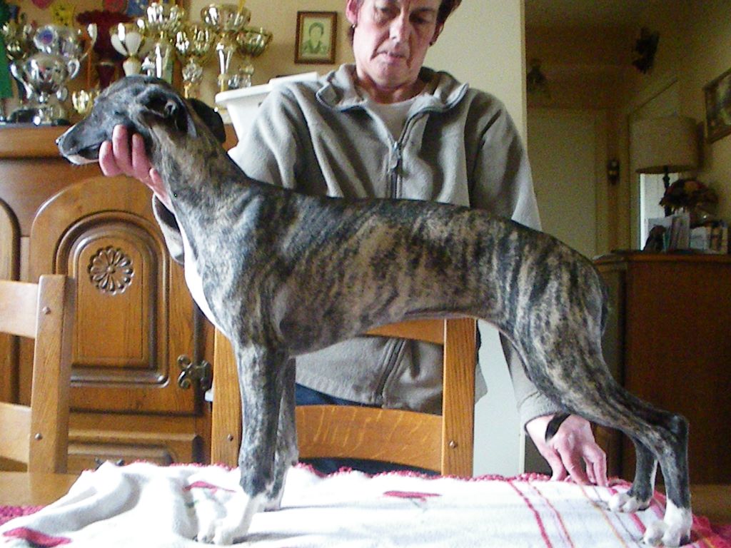 Publication : von Hoëhenzoller Auteur : Jean-Luc RIVIERE