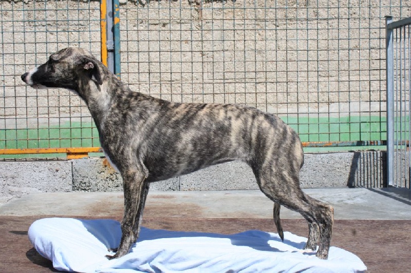 Loïs von Hoëhenzoller