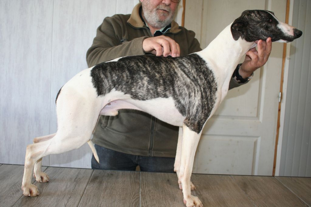 Rambo von Hoëhenzoller