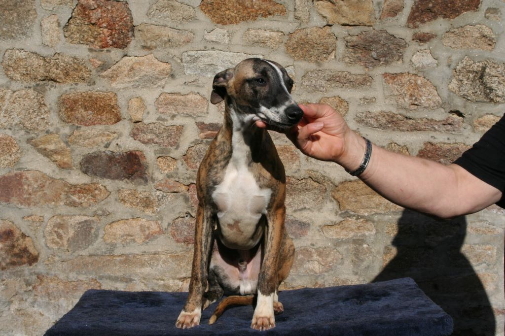 Neptune von Hoëhenzoller