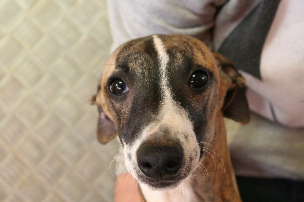 Neptune von Hoëhenzoller