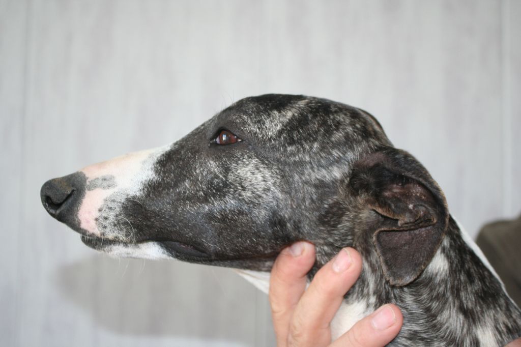 Rambo von Hoëhenzoller