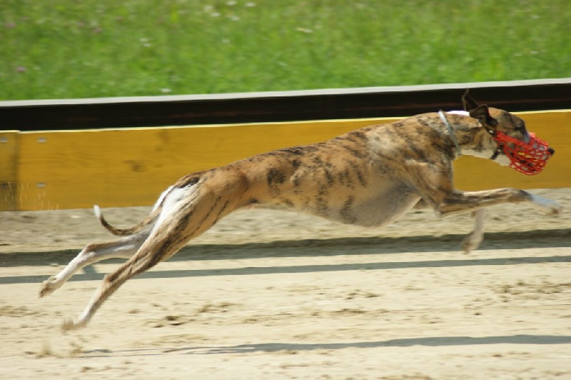 CH. Hogan (co-propriété) von Hoëhenzoller