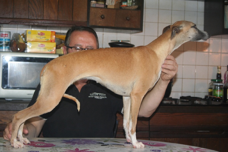 Gwladys von Hoëhenzoller