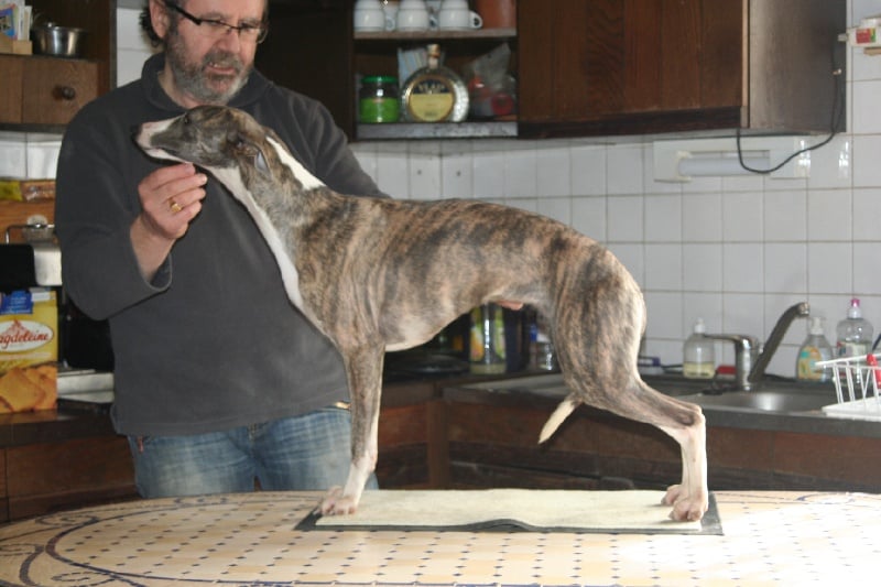 Publication : von Hoëhenzoller Auteur : Sarah Allard