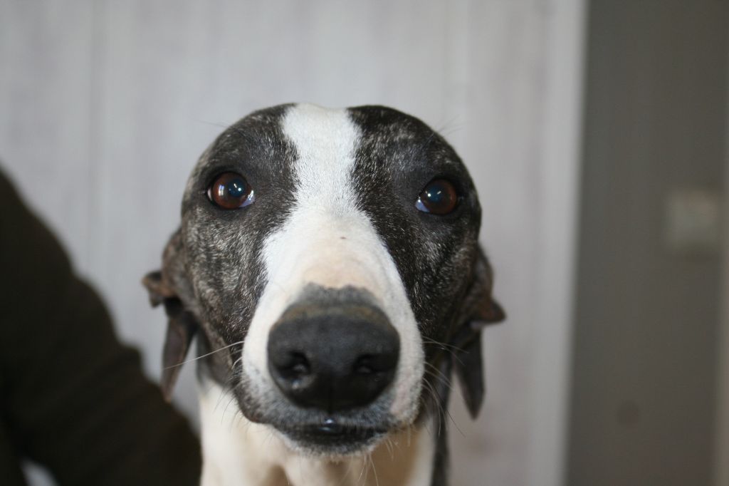 Rambo von Hoëhenzoller