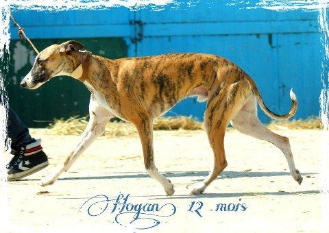 CH. Hogan (co-propriété) von Hoëhenzoller