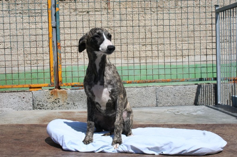 Loïs von Hoëhenzoller