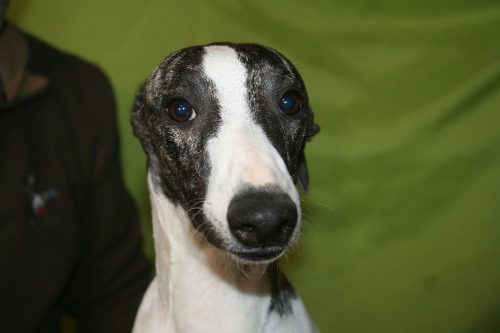 Rambo von Hoëhenzoller