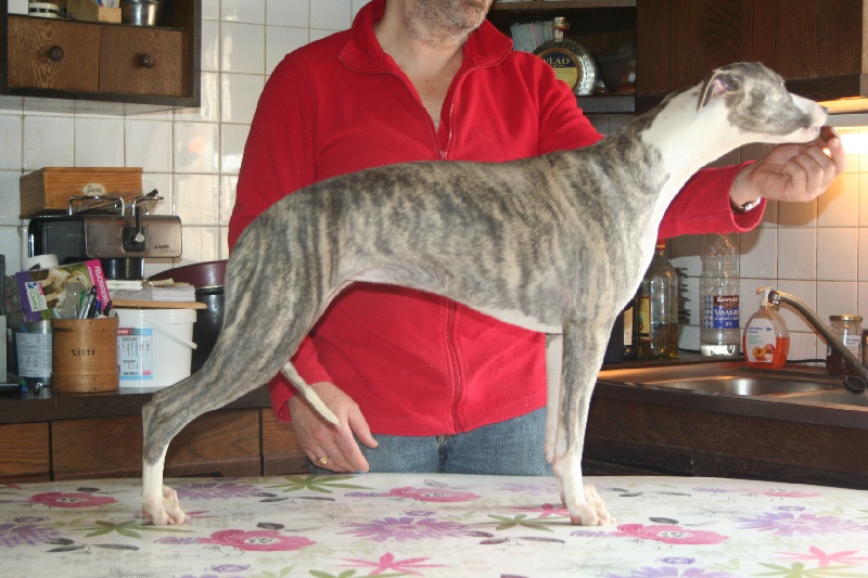 Publication : von Hoëhenzoller Auteur : Michel Lécuyer