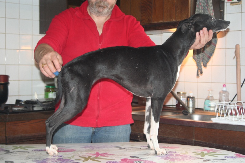 Griotte von Hoëhenzoller