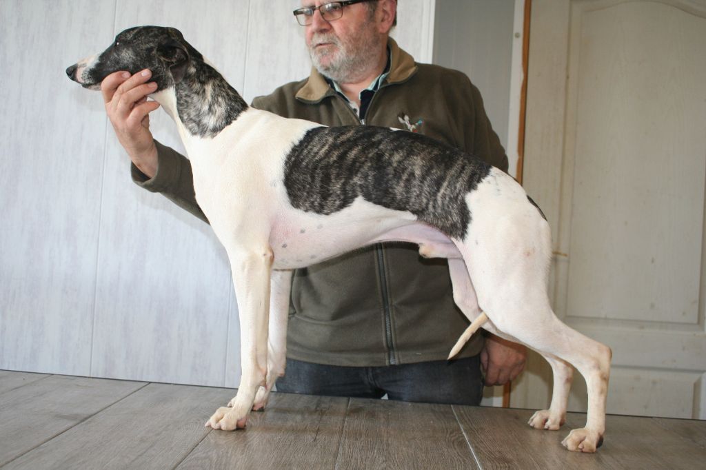 Rambo von Hoëhenzoller