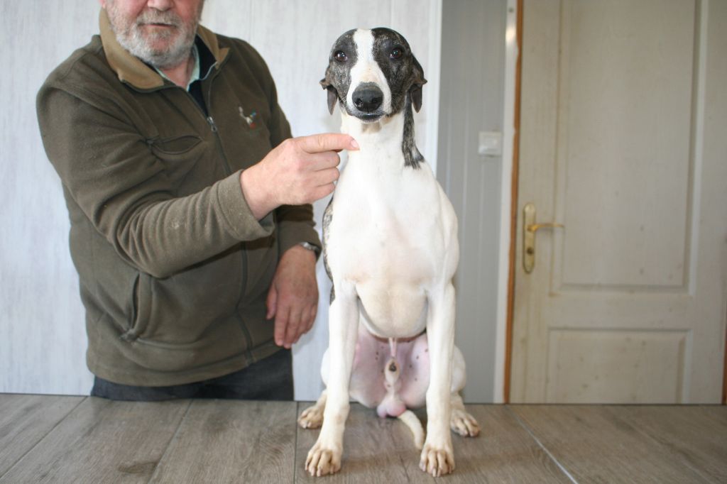 Rambo von Hoëhenzoller