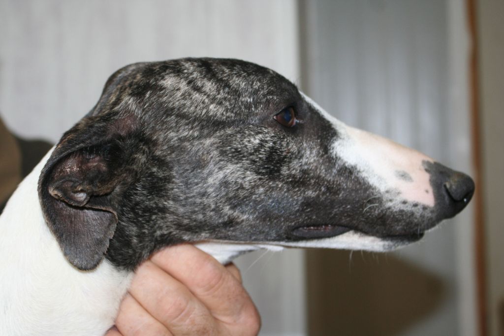 Rambo von Hoëhenzoller