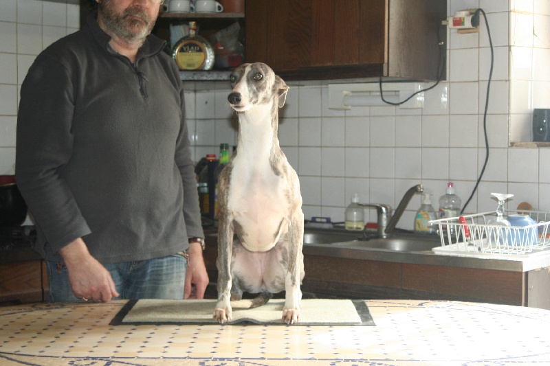 Publication : von Hoëhenzoller Auteur : Sarah Allard