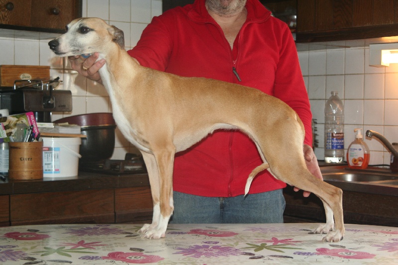 Gwladys von Hoëhenzoller