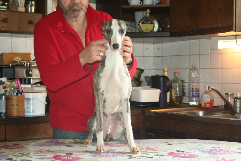 Publication : von Hoëhenzoller Auteur : Michel Lécuyer