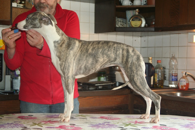 Publication : von Hoëhenzoller Auteur : Michel Lécuyer