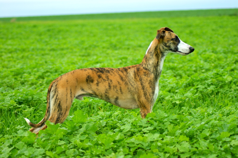 CH. Hogan (co-propriété) von Hoëhenzoller