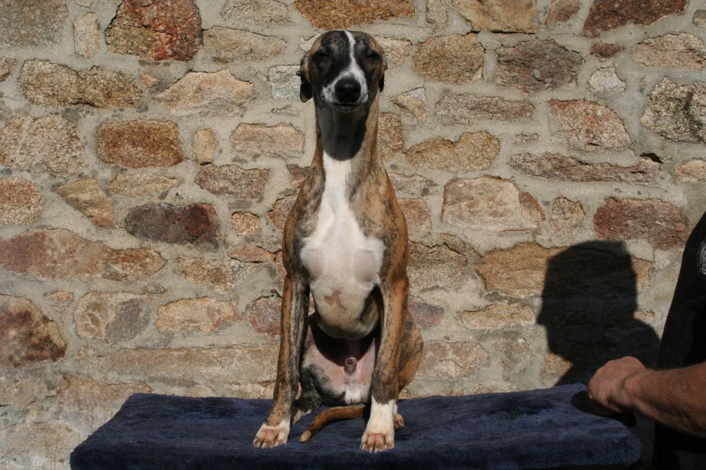 Neptune von Hoëhenzoller