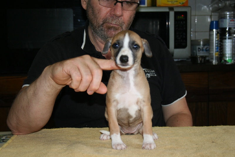 Gwladys von Hoëhenzoller