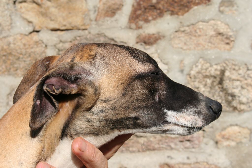 Neptune von Hoëhenzoller