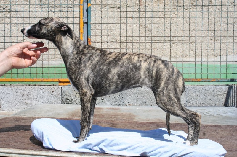 Loïs von Hoëhenzoller