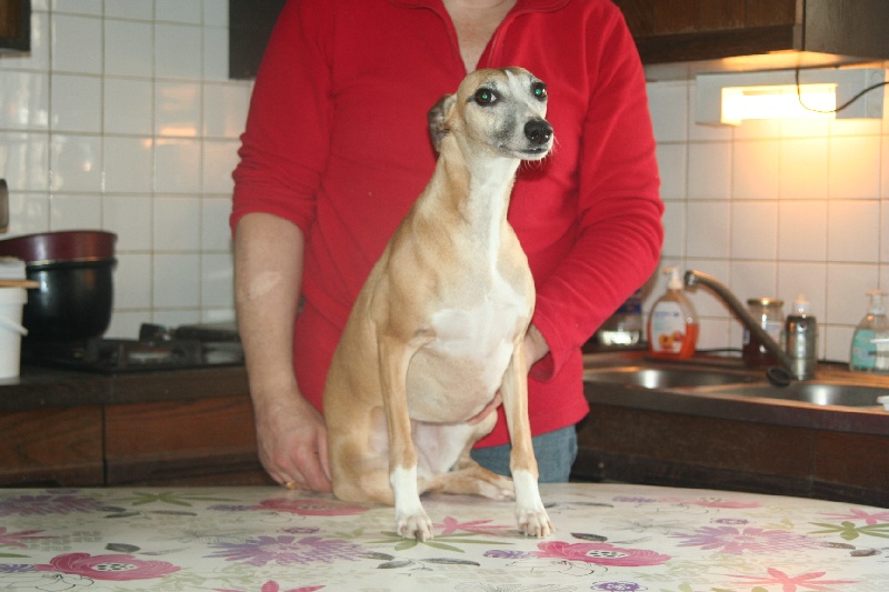 Gwladys von Hoëhenzoller