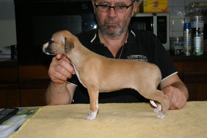 Gwladys von Hoëhenzoller