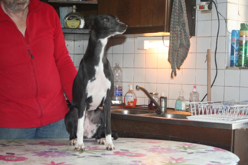 Griotte von Hoëhenzoller