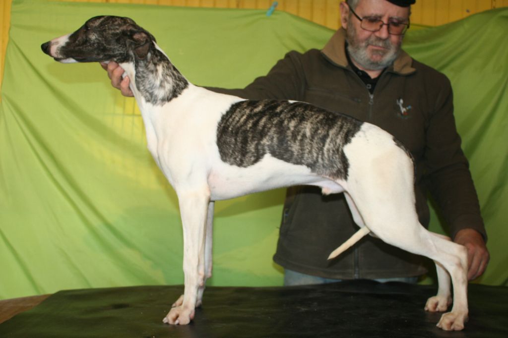 Rambo von Hoëhenzoller