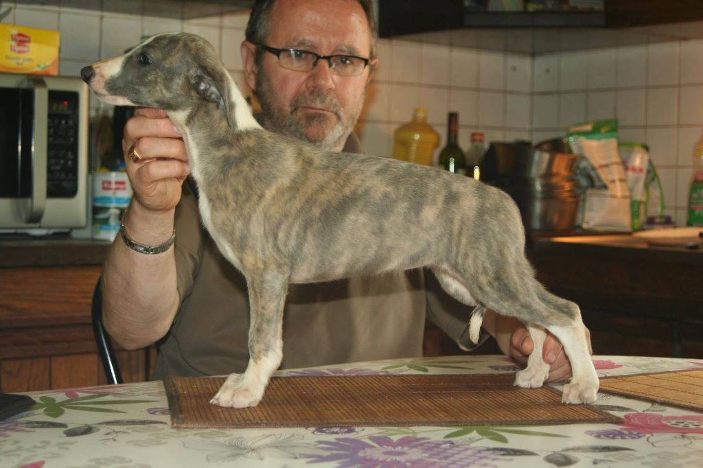 Publication : von Hoëhenzoller Auteur : Sarah Allard