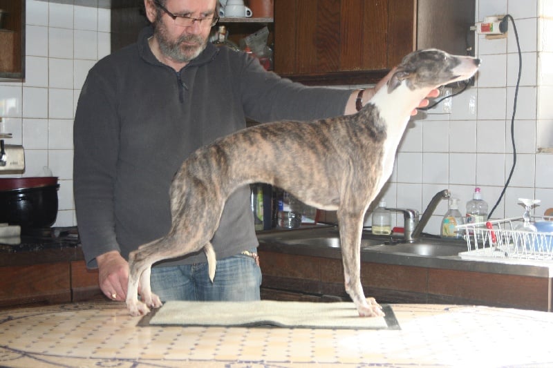 Publication : von Hoëhenzoller Auteur : Sarah Allard