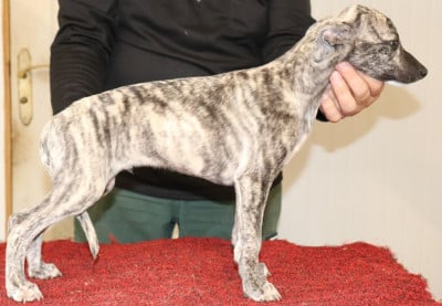 Les chiots de Whippet