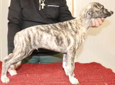 Les chiots de Whippet