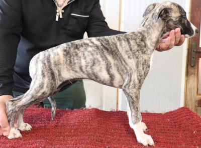 Les chiots de Whippet