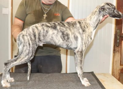 Les chiots de Whippet