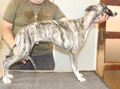 Les chiots de Whippet
